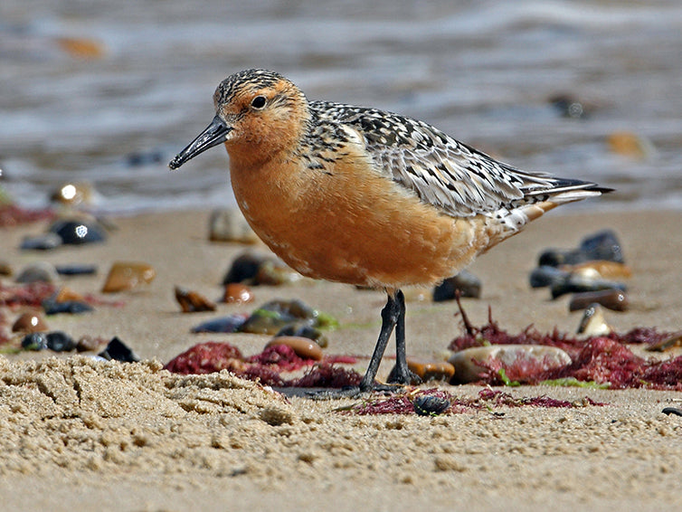 Red Knot, Calidris canutus, Playero Rojizo