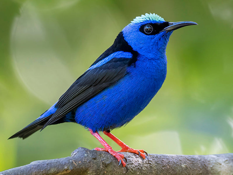Female Red-legged Honeycreeper, Cyanerpes cyaneus, Mielero Patirrojo