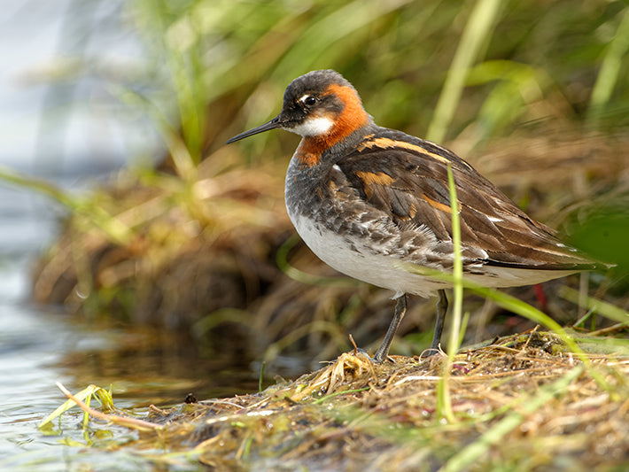 Red-necked Phalarope, Phalaropus lobatus, Faloropo Cuellirrojo