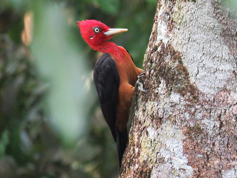 Red-necked Woodpecker, Campephilus rubricollis, Carpintero Cuellirrojo