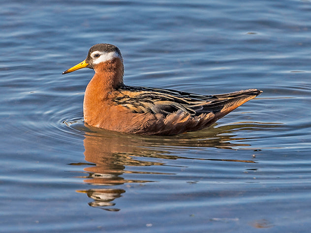 Red Phalarope, Phalaropus fulicarius, Faloropo Colorado