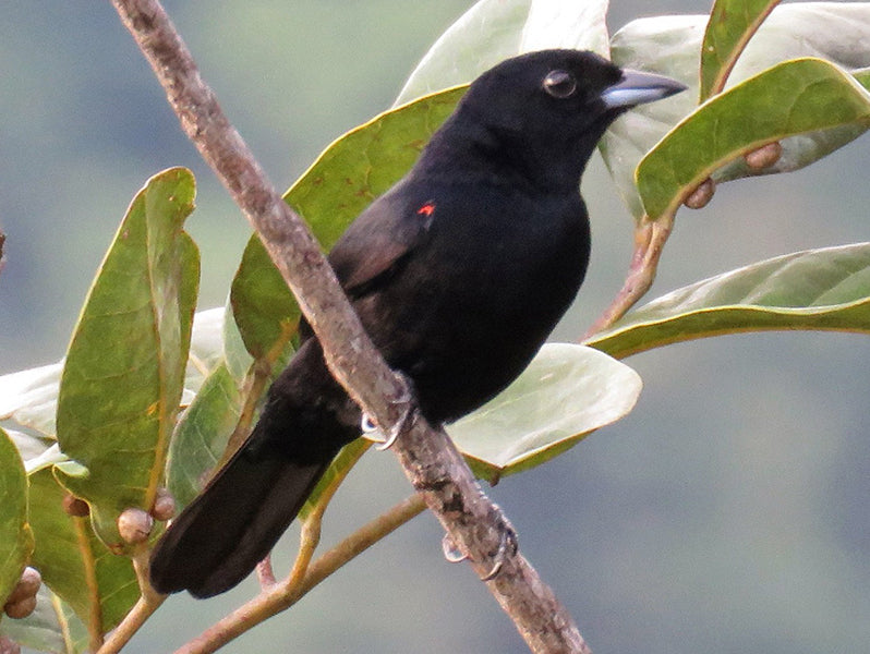 Red-shouldered Tanager, Tachyphonus phoenicius, Parlotero Hombrirrojo