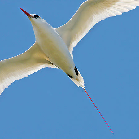 Red-tailed Tropicbird, Phaethon rubricauda, Rabijunco Colirrojo
