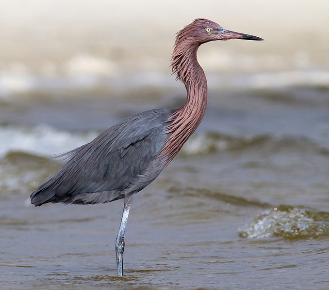 Reddish Egret, Egretta rufescens, Garza Rojiza