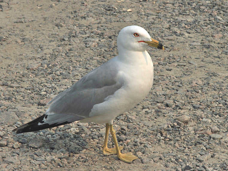Ring-billed Gull, Larus delawarensis, Gaviota de Delaware