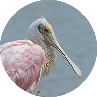 Roseate Spoonbill, Platalea ajaja, Espátula Rosada