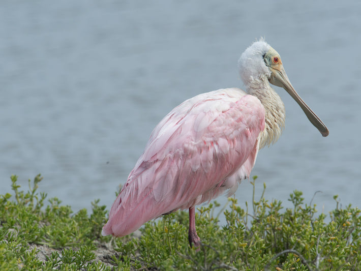 Roseate Spoonbill, Platalea ajaja, Espátula Rosada