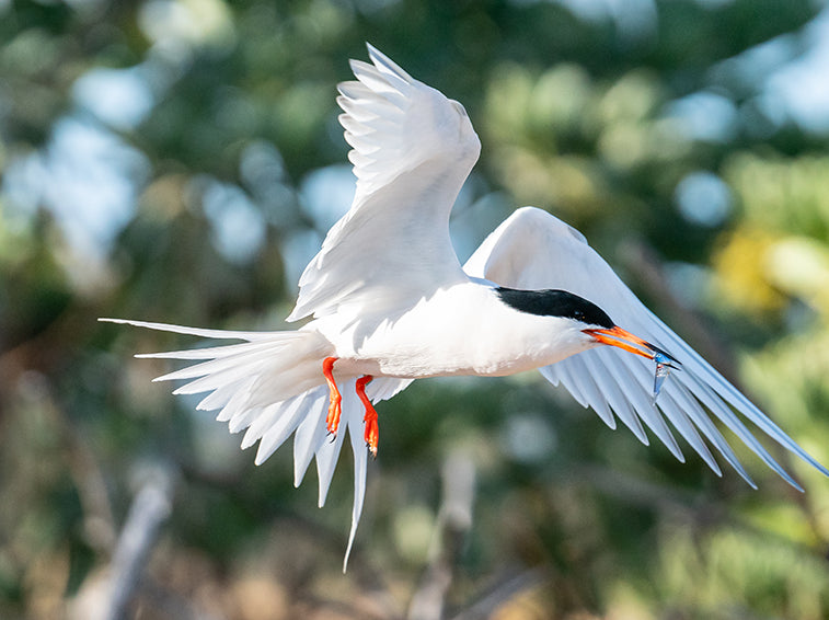 Roseate Tern, Sterna dougallii, Gaviotín Rosado
