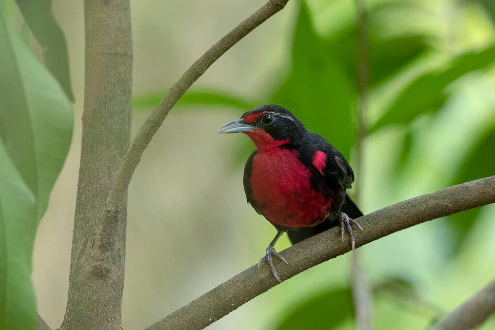 roxy-thrush tanager, passeriformes, rhodinocichlidae