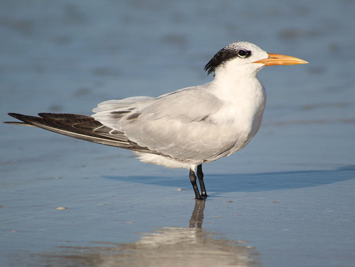 Royal Tern, Thalasseus maximus, Gaviotín Real