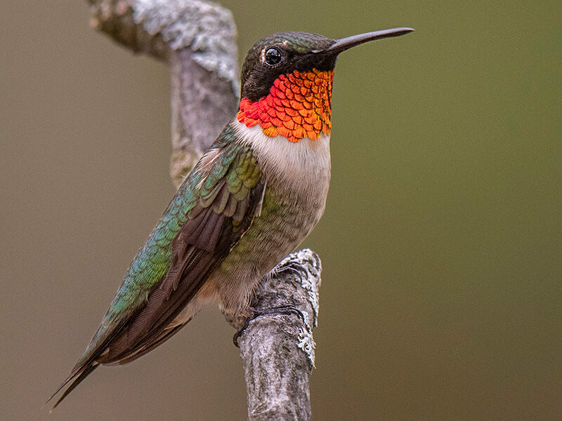 Ruby-throated Hummingbird, Archilochus colubrid, Colibri Gorgirrubi