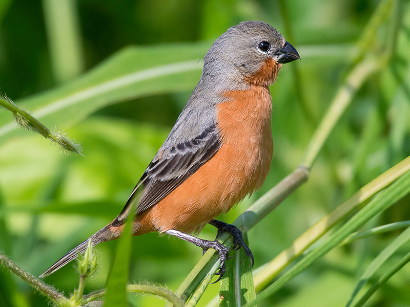 Ruddy-breasted Seedeater, Sporophila minuta, Espiguero Ladrillo
