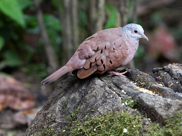 Ruddy Ground-dove, Columbina talpacoti, Tortolita Rojiza