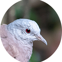 Ruddy Ground-dove, Columbina talpacoti, Tortolita Rojiza