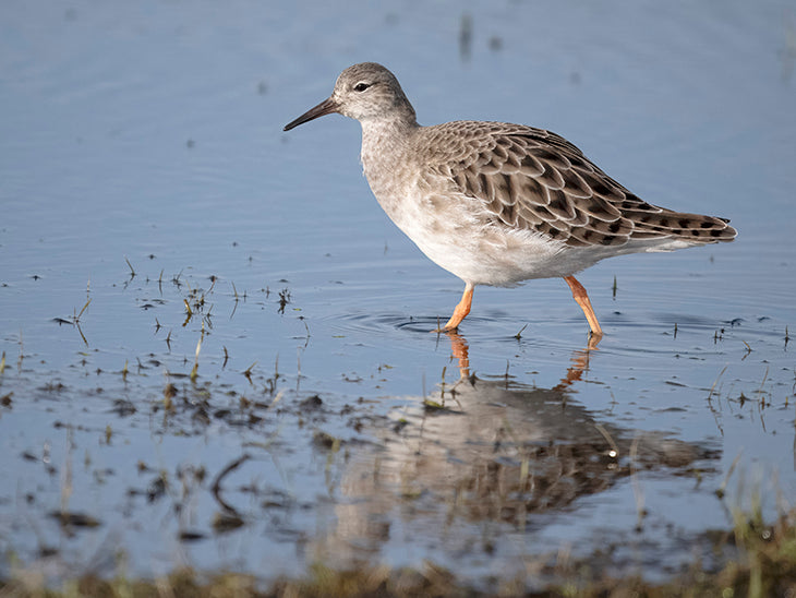 Ruff, Calidris pugnans, Combatiente