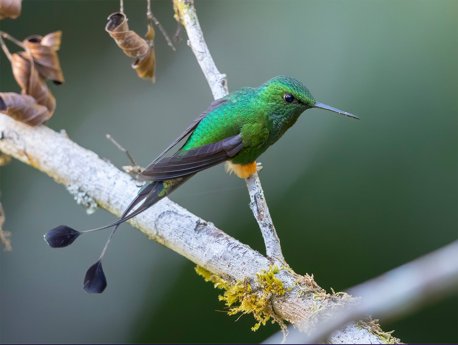 Rufous-booted Racket-tail, Cola-de-raqueta Pierniblanco, Ocreatus (underwoodii) underwoodii
