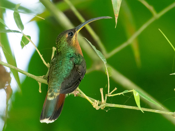 Rufous-breasted Hermit, Ermitaño Canelo, Glaucis hirsutus