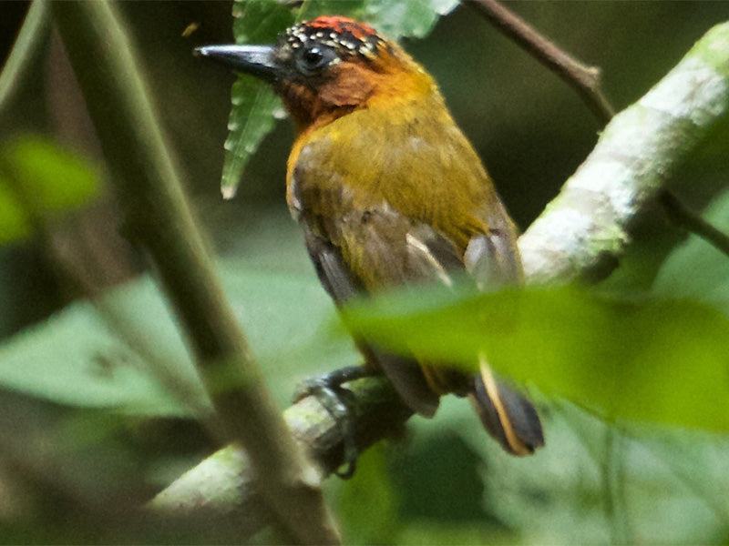 Rufous-breasted Piculet, Picumnus rufiventris, Carpinterito Pechirrufo