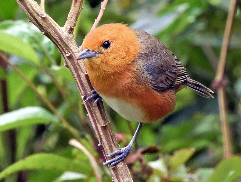 Rufous-chested Tanager, Thlypopsis ornata, Zarcerito Pechirrufo