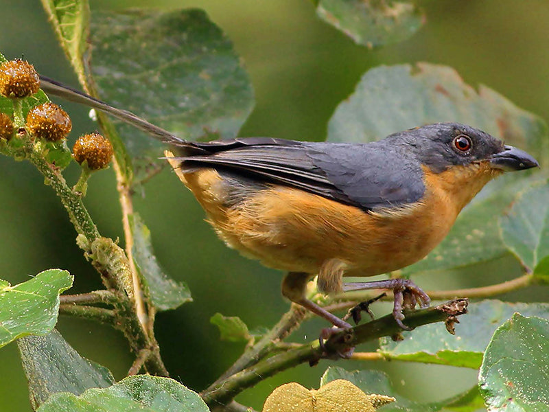 Rufous-crested Tanager, Creurgops verticales, Buscaquiches Rufo