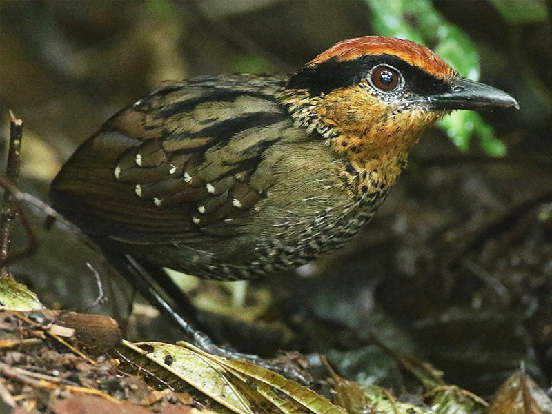 Rufous-crowned Pittasoma, Pittasoma rufupileatum, Tororoi Cejinegro