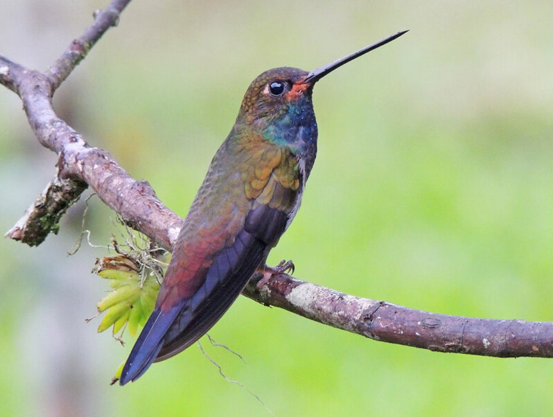 Rufous-gaped Hillstar, Urochroa bougueri, Colibrí Naguiblanco