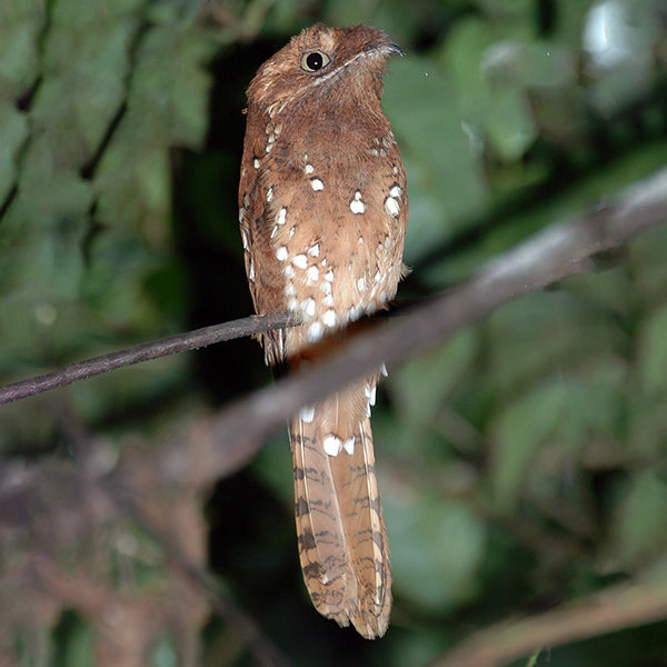 Rufous Potoo, Biemparado Rufo, Phyllaemulor bracteatus