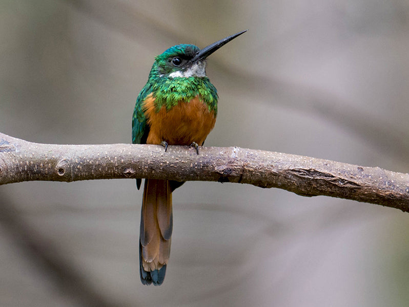Rufous-tailed Jacamar, Galbula ruficauda, Jacamar Colirrufo