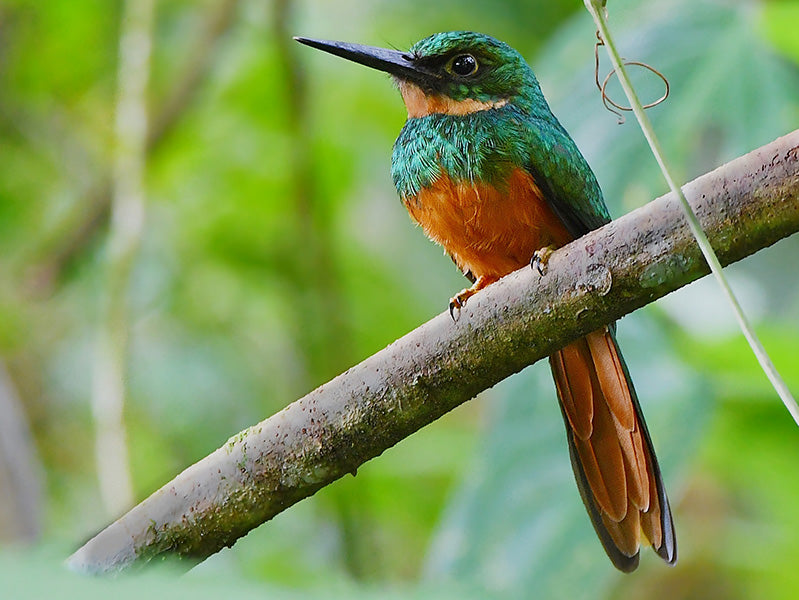 rufous tailed jacamar, galbuliformes, galbulidae