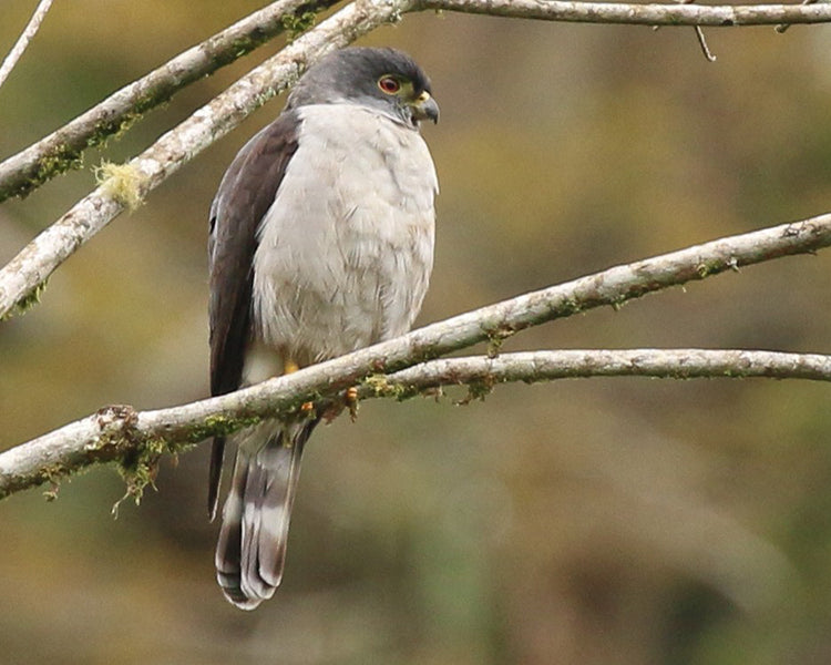 Rufous-thighed Kite, Harpagus diodon, Elanio Muslirufo