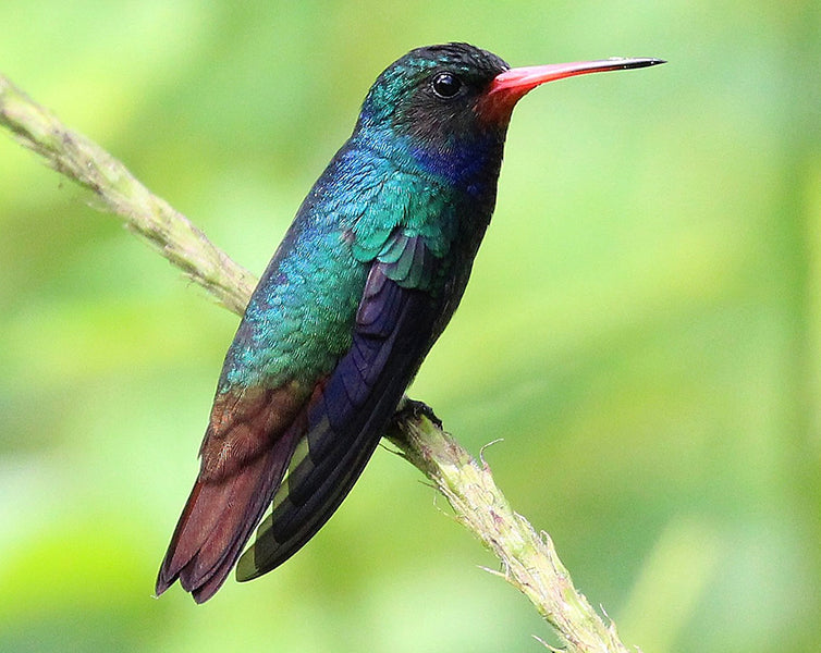 Rufous-throated Sapphire, Hylocharis sapphirina, Zafiro Barbirrufo