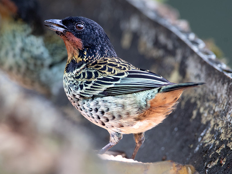 Rufous-throated Tanager, Ixothraupis rufigula, Tangará Barbirrufa