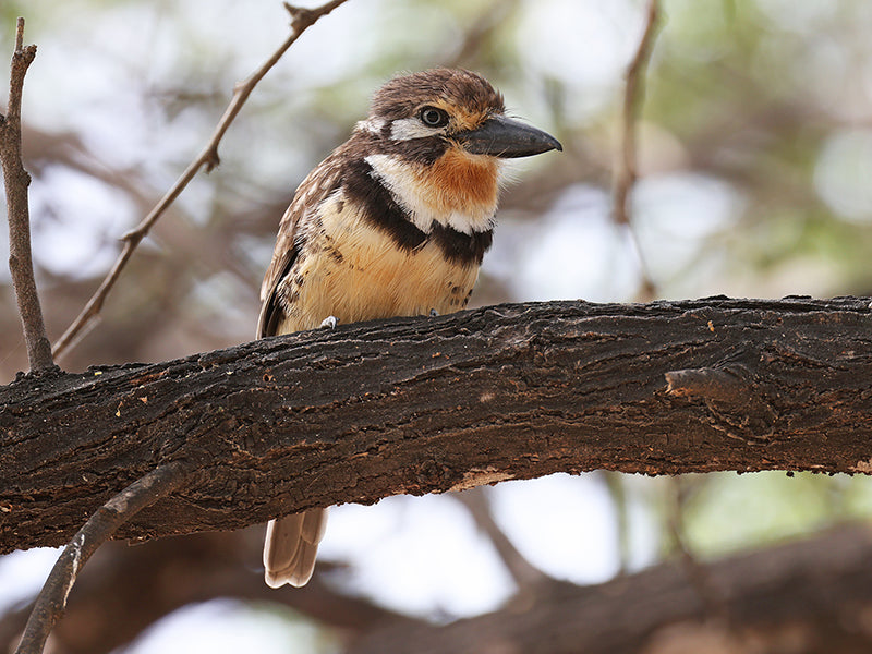 Russet-throated Puffbird, Hypnelus ruficollis, Bobo Punteado