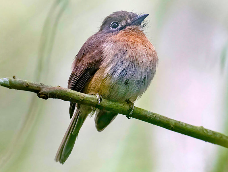 Rusty-breasted Nunlet, Nonnula rubecula, Monjita Chica