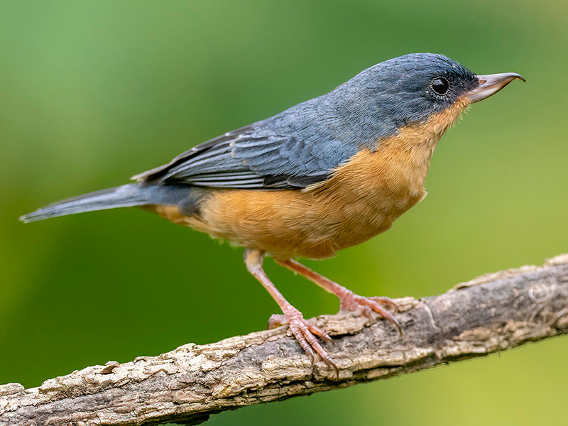 Rusty Flowerpiercer, Diglossa sittoides, Picaflor Canela
