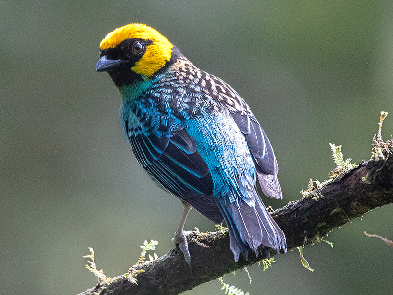 Saffron-crowned Tanager, Tangara xanthocephala, Tangará Coronada