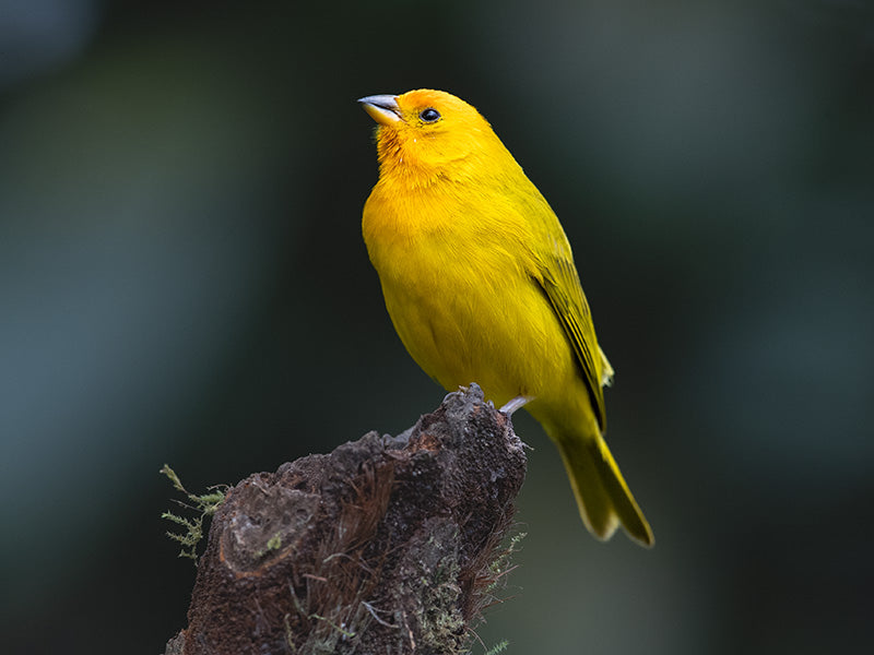 Saffron-Finch, Sicalis (flaveola) flaveola, Canario