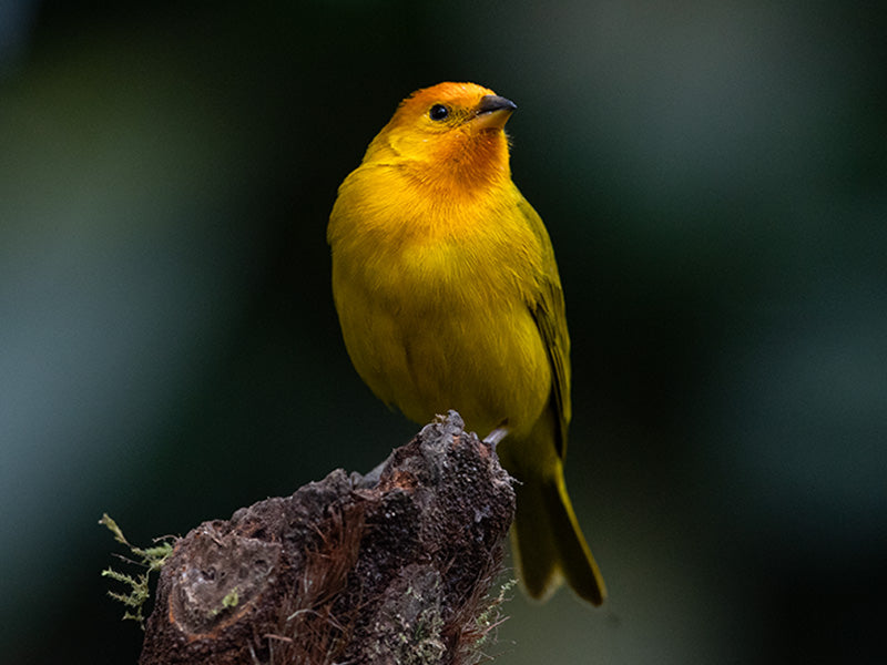 Saffron-Finch, Sicalis flaveola, Canario