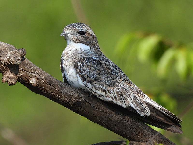 Sand-colored Nighthawk, Chotacabras Pechiblanco, Chordeiles rupestris