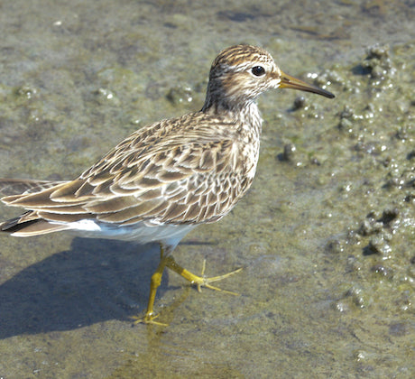 sandpiper, charadriiformes, scolopacidae
