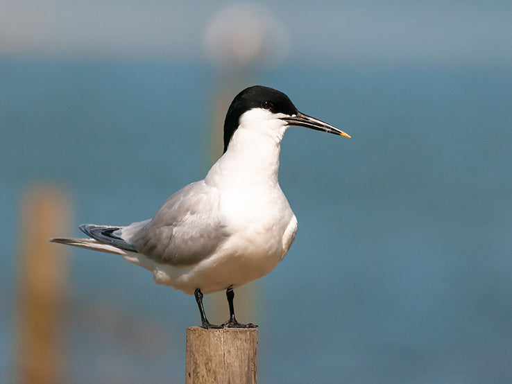 Sandwich Tern, Thalasseus sandvicensis, Gaviotín de Cabot