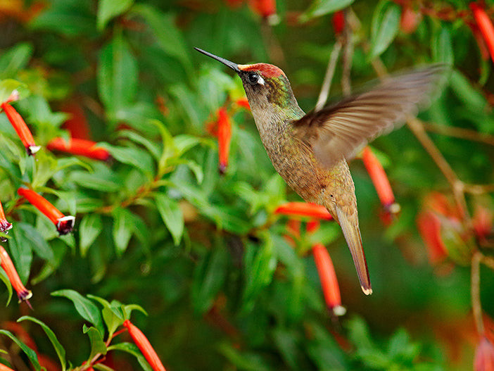 Santa Marta Blossomcrown, Trochilidae, Anthocephala floriceps, Colibrí cabecicastaño