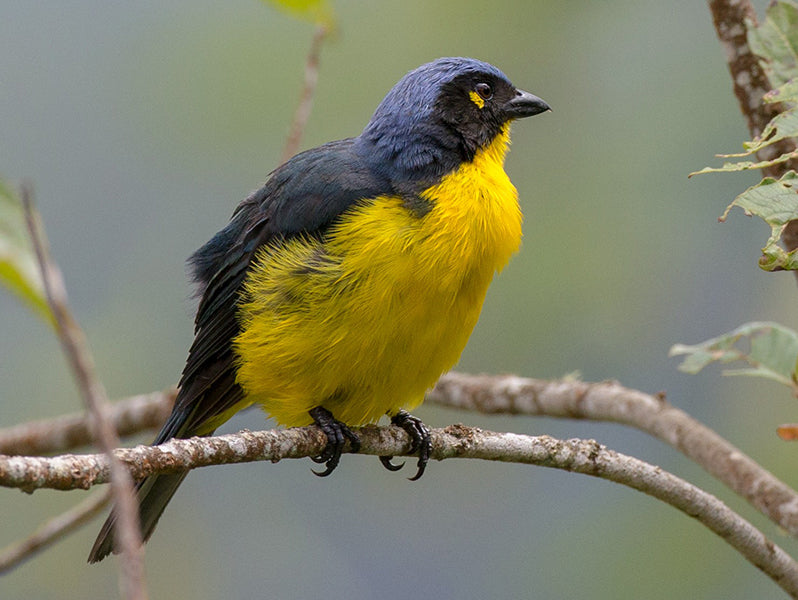 Santa Marta Mountain-tanager, Anisognathus melanogenys, Tangará Serrana