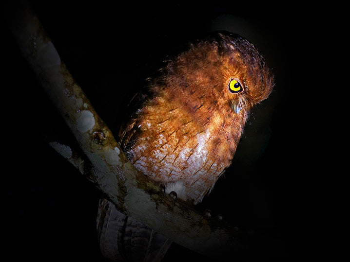 Santa Marta Screech Owl, Strigidae, Megascops sp. nov, Autillo de Santa Marta