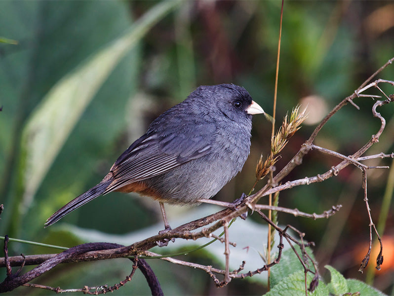 Santa Marta Seedeater, Catamenia (homochroa) oreophila, Semillero Samario