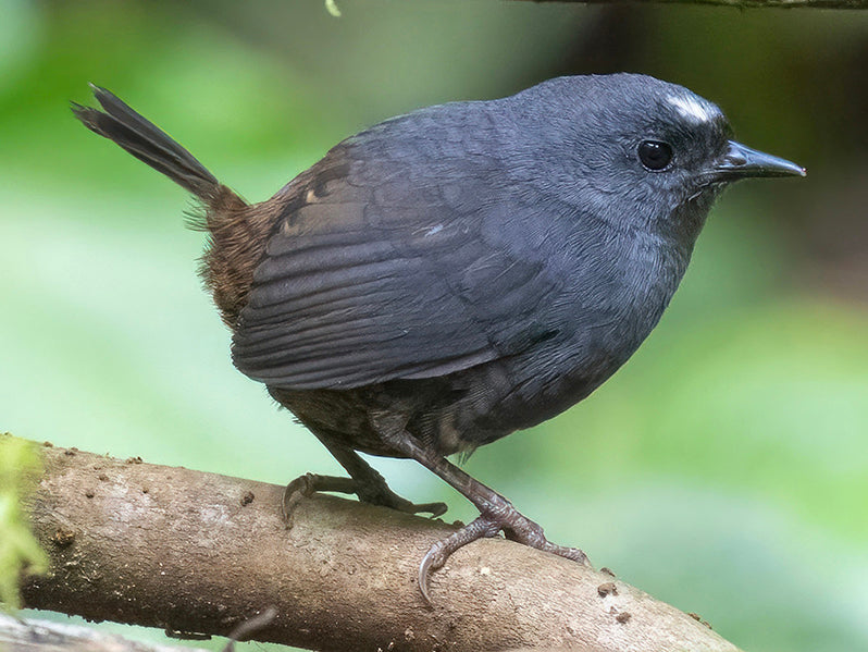 Santa Marta Taco, Scytaloppus sanctaemartae, Tapaculo Buchirrufo