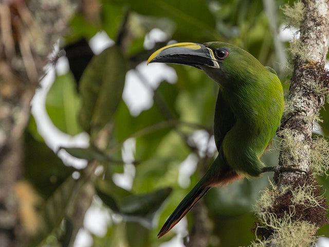 Santa Marta Toucanet, Aulacorhynchus (albivitta) lautus, Tucancito Gargantigris