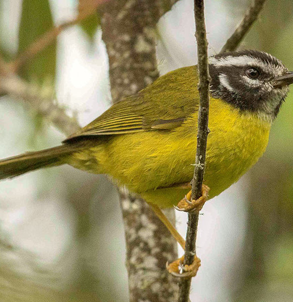 Santa Marta Warbler, Parulidae, Basileuterus basilicus, Arañero de Santa Marta