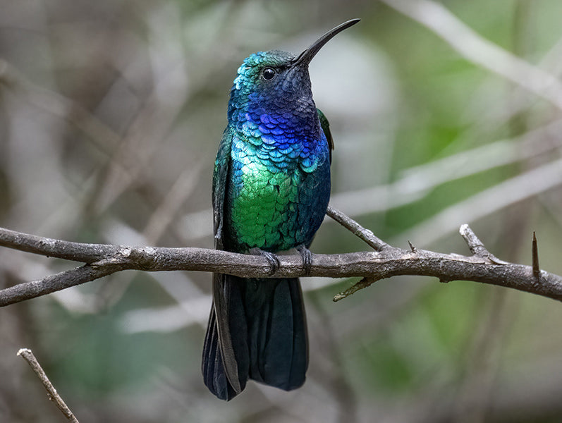 Santa Marta Sabrewing, Campylopterus phainopeplus, Ala-de Sable de Santa Marta