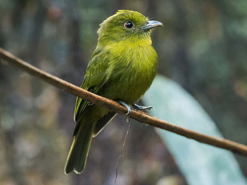 Sapayoa, Sapayoa enigma, Saltarín Piquigrueso